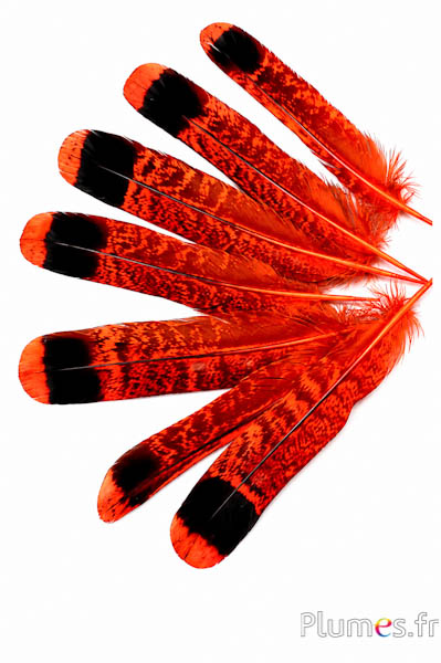 Francolino di monte - 11-13 cm - arancione-nero